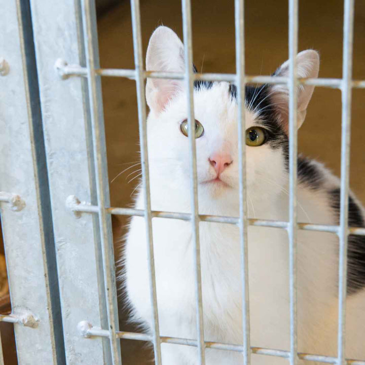 Support our Business! Save an Animal