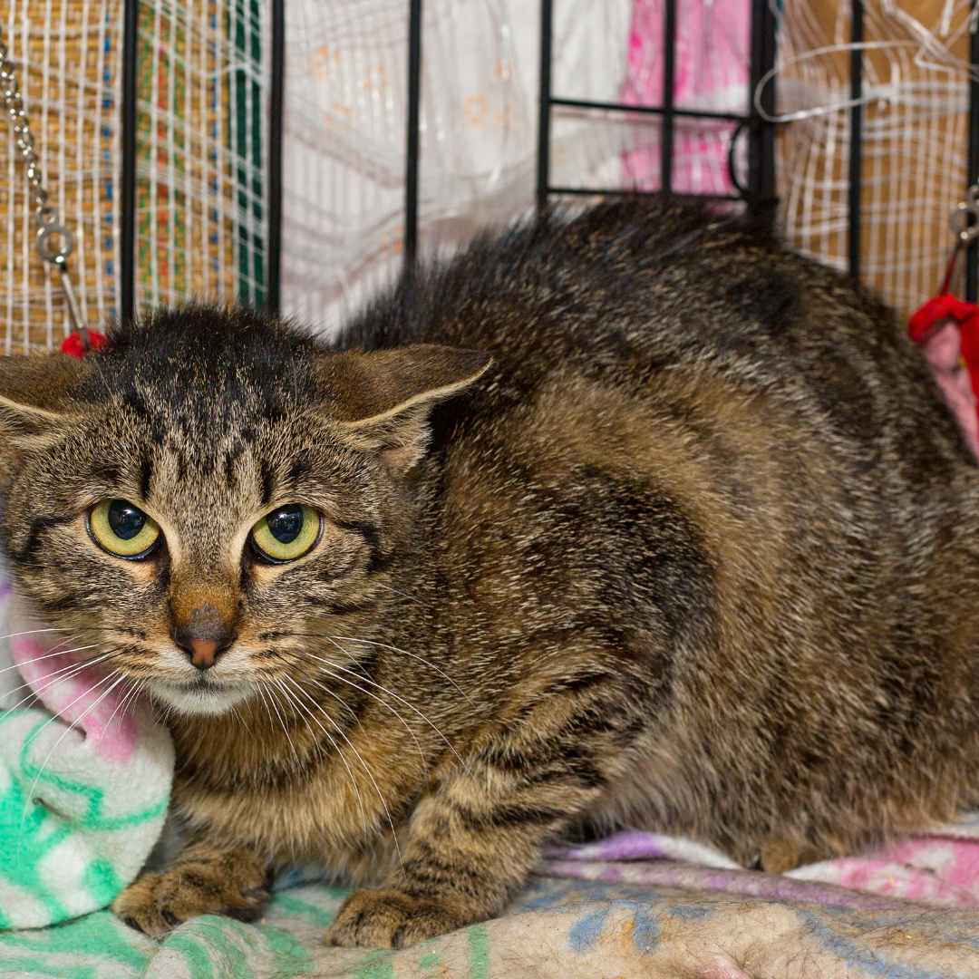 Support our Business! Save an Animal