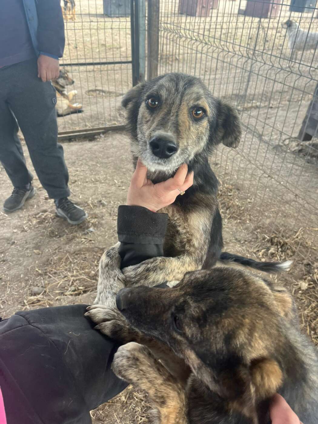 Support our Business! Save an Animal