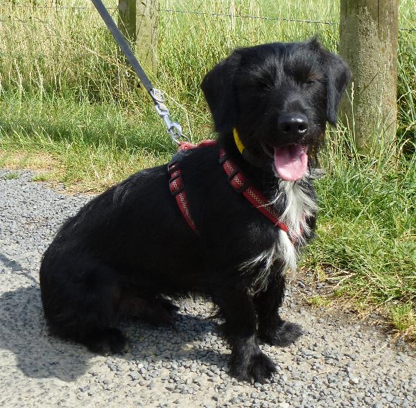 Support our Business! Save an Animal