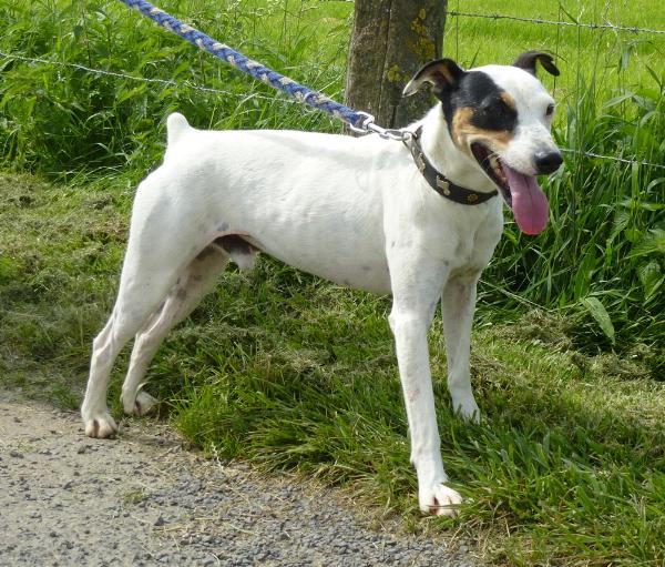 Support our Business! Save an Animal