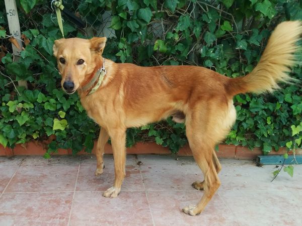 Support our Business! Save an Animal